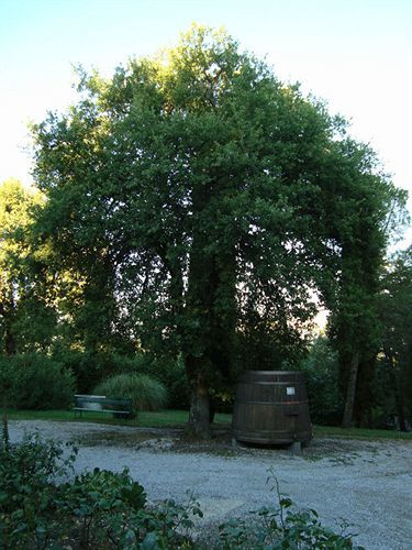 Agriturismo Il Villino Fonterutoli Luaran gambar